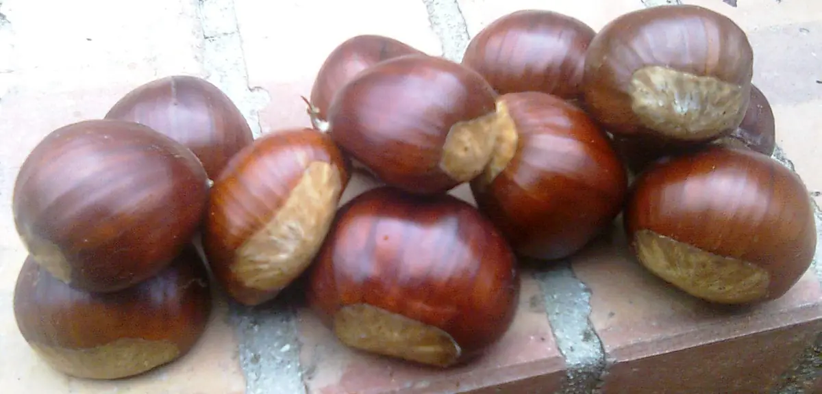 Castagne raccolte sul Monte Vesole di Roccadaspide